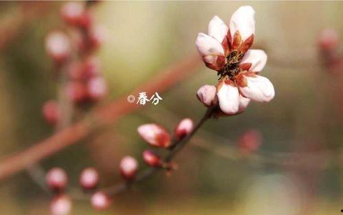 娇引-春色打翻时